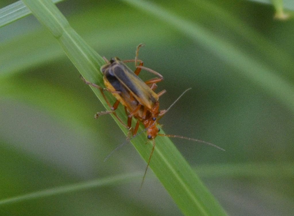 Cantharidae: Armidia signata?  Sì !